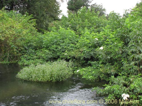 Bild von Sambucus nigra (Sauco). Klicken Sie, um den Ausschnitt zu vergrössern.